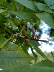 Carya cordiformis