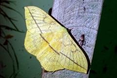 Lonomia electra