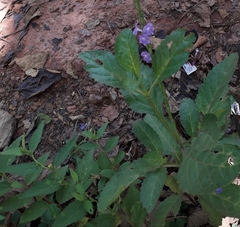 Stachytarpheta indica