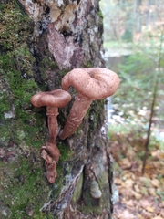 Armillaria borealis