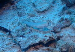 Gnatholepis cauerensis