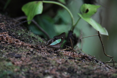 Polyura athamas