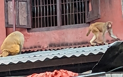 Macaca mulatta