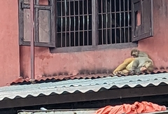 Macaca mulatta