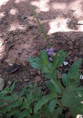 Stachytarpheta indica