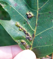 Melikaiella ostensackeni