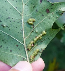 Melikaiella ostensackeni