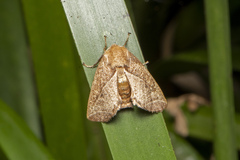 Anaxidia lozogramma