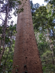 Agathis robusta
