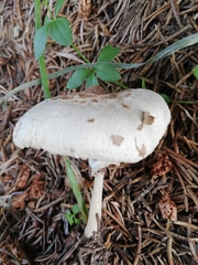 Macrolepiota mastoidea