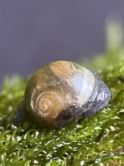 Vitrina pellucida