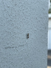 Phoridae