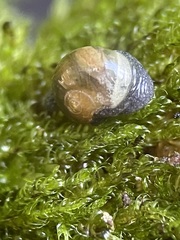 Vitrina pellucida