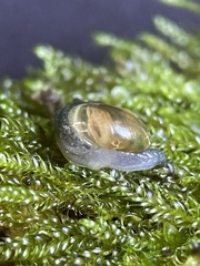 Vitrina pellucida