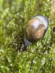 Vitrina pellucida