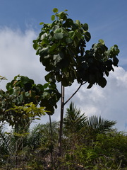 Endospermum diadenum