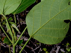 Endospermum diadenum