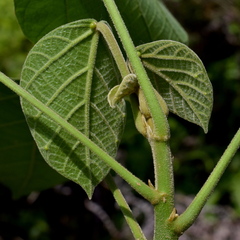 Endospermum diadenum