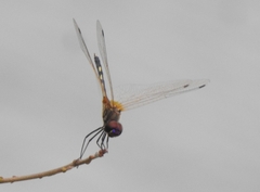 Trithemis pallidinervis