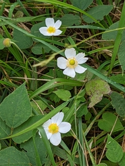 Eriocapitella vitifolia