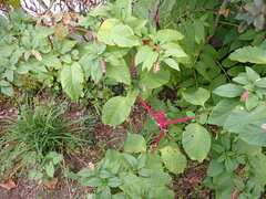 Phytolacca americana