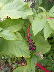 Phytolacca americana