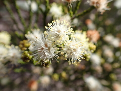 Microcybe multiflora baccharoides
