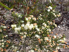 Microcybe multiflora baccharoides