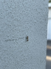 Phoridae
