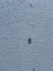 Phoridae