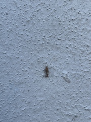 Phoridae