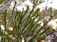 Microcybe multiflora baccharoides