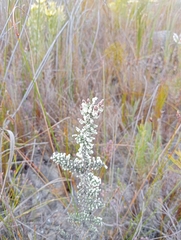 Phaenocoma prolifera