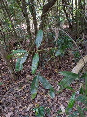 Wilkiea macrophylla