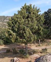 Juniperus oxycedrus