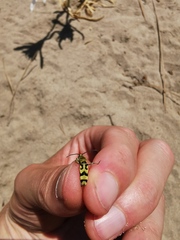 Chlorophorus varius
