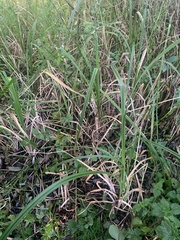 Carex riparia