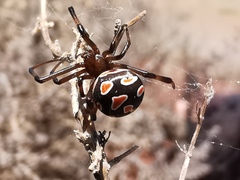 Latrodectus tredecimguttatus
