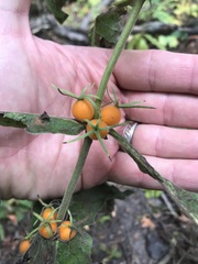 Triosteum aurantiacum