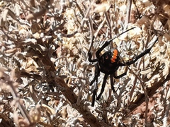 Latrodectus tredecimguttatus