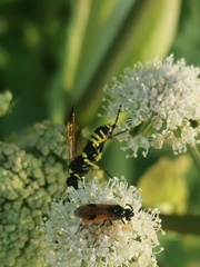 Tenthredo marginella