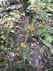 Triosteum aurantiacum