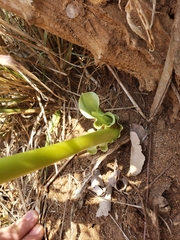 Scadoxus multiflorus