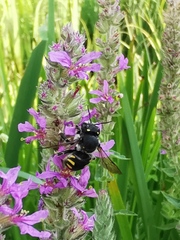 Anthidium septemspinosum