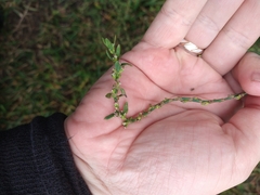 Polygonum aviculare