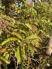 Malus prunifolia