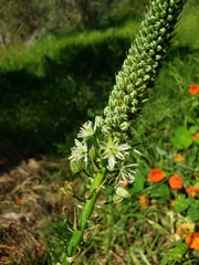 Albuca bracteata