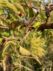 Malus prunifolia