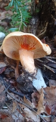 Lactarius salmonicolor