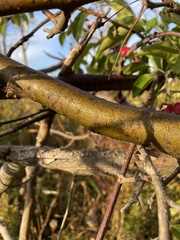 Malus prunifolia